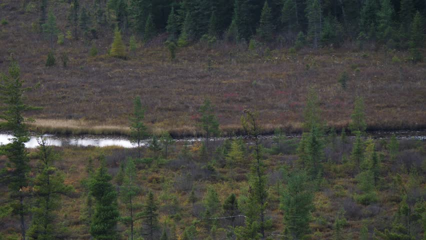 beautiful view over typical canadian countryside landscape with colorful autumn forest in Algonquin Park, Canada fall