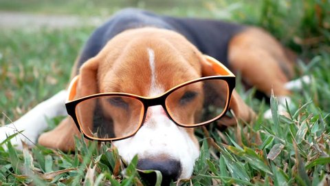 Playful beagle dog wearing the eyeglass and lying on the green grass,the dog scanning its eyes for something that would be suspected.