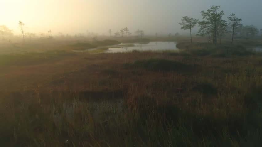 Aerial shot of wild nature bog at sunrise. Beautiful natural landscape covered with morning fog.