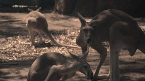 Travel shot of baby kangaroos moving around