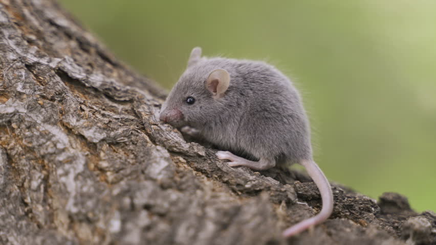 Серая мышь. Мышь живая. , 1758). Про серых мышек. Мышь с белым брюшком.