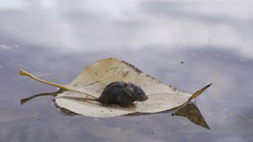 A little mouse swims on a yellow leaf of a tree