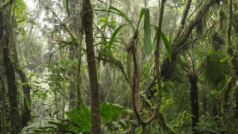 4k A Rainforest In Brazil Stockvideos Filmmaterial 100 Lizenzfrei Shutterstock