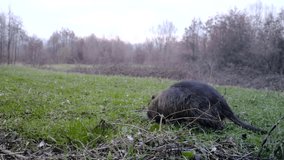 Coypu (Myocastor Coypus or Nutria) eats grass in a winter day. Coypu is a large herbivorous semiaquatic rodent of the Myocastoridae. Nature and Wildlife FullHD Video.