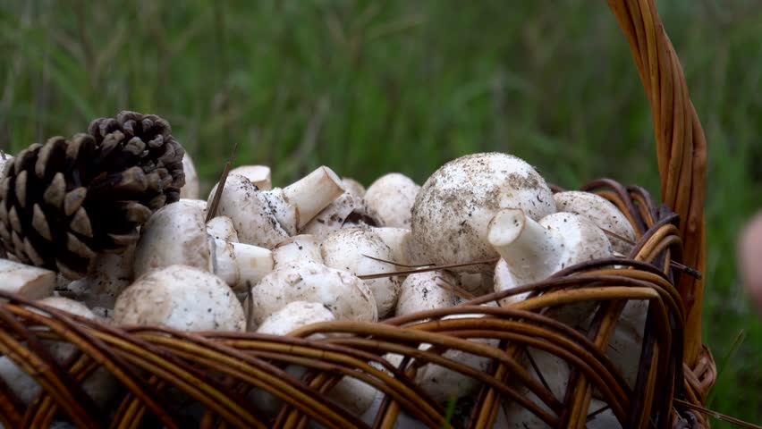 Walk in the woods. The girl walks through the woods. Wild nature. autumn nature.  beautiful girl went to the forest for mushrooms
