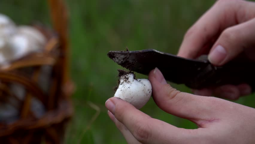 Walk in the woods. The girl walks through the woods. Wild nature. autumn nature.  beautiful girl went to the forest for mushrooms