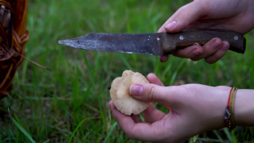 Walk in the woods. The girl walks through the woods. Wild nature. autumn nature.  beautiful girl went to the forest for mushrooms