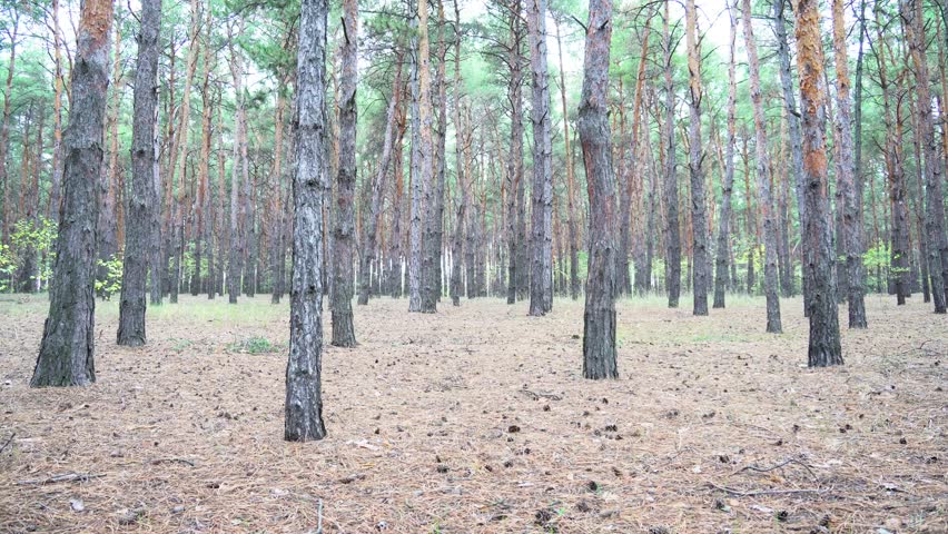 Beautiful walk in the forest. The girl went into the woods for mushrooms. Wild nature.