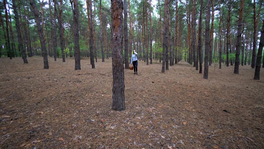 Beautiful walk in the forest. The girl went into the woods for mushrooms. Wild nature.