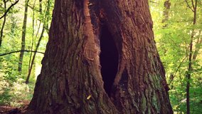 A hole in the tree in the shape of a female reproductive organ. A big hollow in the trunk of a tree in the middle of a green forest. A hollow of birds in an old tree