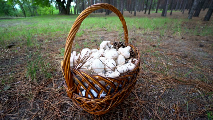 
???????? :

Beautiful girl  Walk in the forest. The girl went into the woods for mushrooms. Wild nature.
