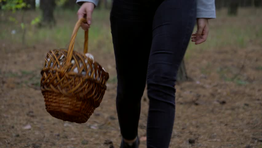 Beautiful girl  Walk in the forest. The girl went into the woods for mushrooms. Wild nature.
