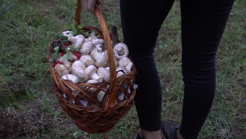 Beautiful girl walk in the forest. The girl went into the woods for mushrooms. Wild nature.
Wild forest. Plains and hills. Nature.