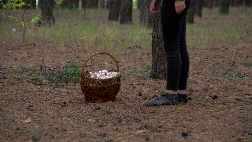Beautiful girl walk in the forest. The girl went into the woods for mushrooms. Wild nature.
Wild forest. Plains and hills. Nature.