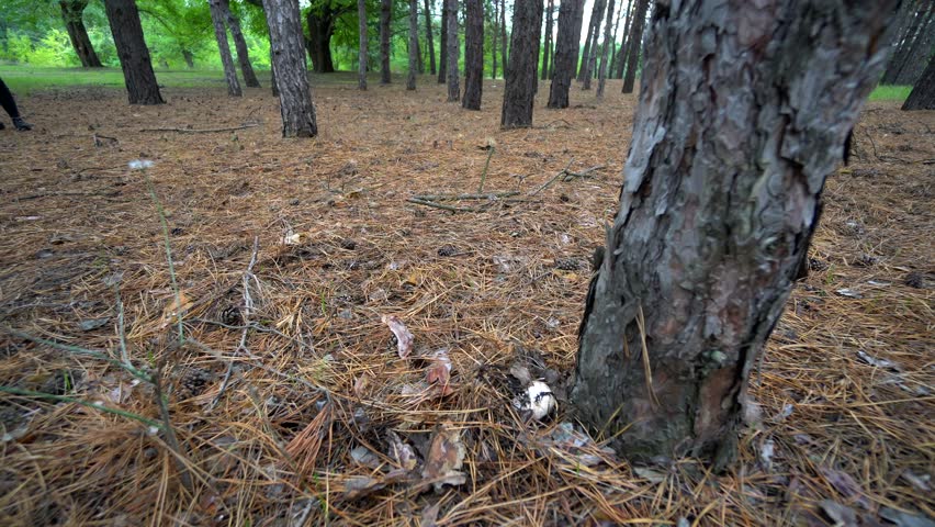 Beautiful girl walk in the forest. The girl went into the woods for mushrooms. Wild nature.
Wild forest. Plains and hills. Nature.
Scroll the camera. Scrolling