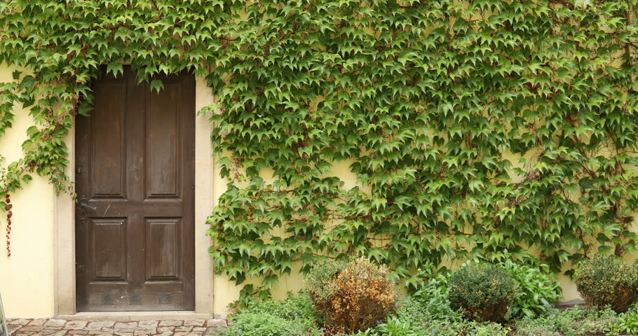 Leafs decorated building