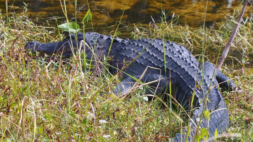 Alligator in the wild on the bank