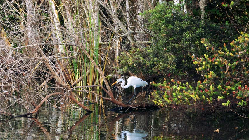 Great White Egret