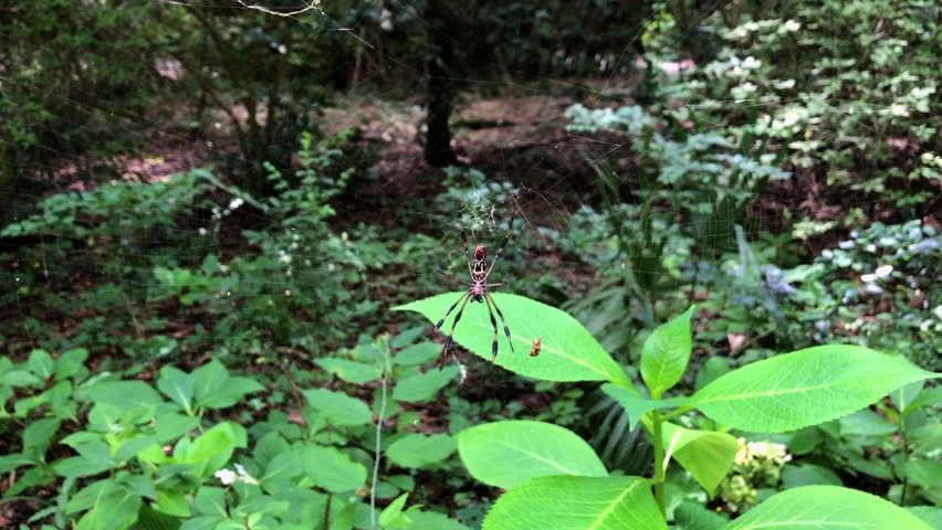 Banana Spider sitting on their web in the middle of a swamp