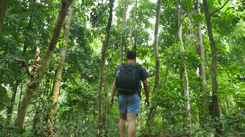 Back Of Man Walking In Forest
