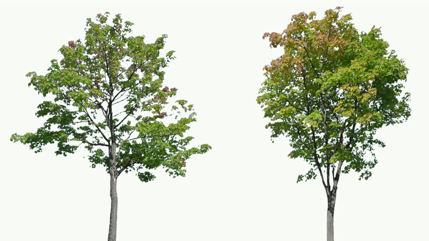 High quality 10bit footage of trees on the wind isolated on white background.  Best for compositing. Made from 14bit RAW

