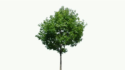 High quality 10bit footage of tree on the wind isolated on white background.  Best for compositing. Made from 14bit RAW
