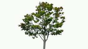 High quality 10bit footage of tree on the wind isolated on white background.  Best for compositing. Made from 14bit RAW
