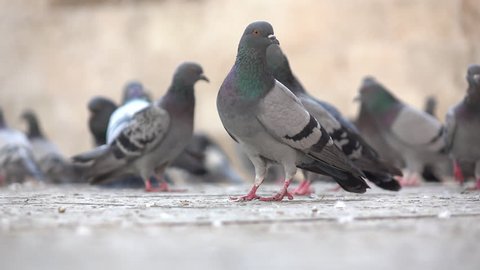 Pigeons And Park Bench Stock Footage Video 100 Royalty Free Shutterstock