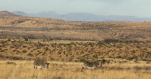 Cape mountain zebras (Equus zebra) and crows in natural habitat, Mountain Zebra National Park, South Africa