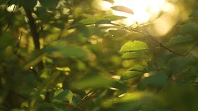 Beautiful sunny dark green nature background. Blurry foliage of trees and soft sunlight of morning sun among branches. Focus at leaves in foreground. Real time full hd video footage.