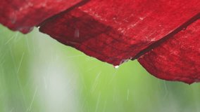 Close up of raindrops bouncing and falling down from old  red paper umbrella on a heavy rainy day,4K video low angle view.
Mulberry umbrella,art and crafts product of Thailand.
