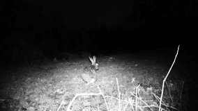 European Hare (Lepus Europaeus or Brown Hare) eats the grass of a meadow in a cold winter night. Nature and Wildlife FullHD Video.