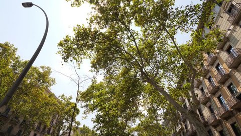 Nice green canopy of sycamore tree leaves at Barcelona street, sun light shine and flick through leaves. POV low angle shot, camera move along sidewalk while looking up