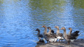Group of healthy happy domestic geese standing at shore isolated at shiny sunny sparkling blue water of river outdoors in countryside farmland. Real time full hd video shoot in morning.