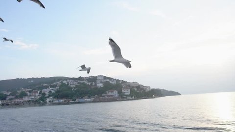 Slow Motion seagulls flying over the sea in sunset in Istanbul Islands
