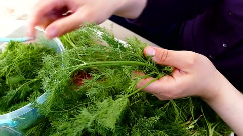 fresh dill plant, for a salad a woman is cleaning the dill.