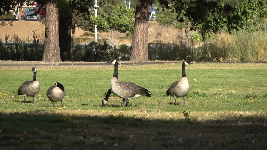 Geese hurry away in a park setting