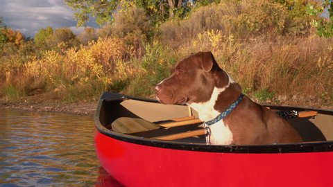 Pit bull terrier dog in a red canoe watching something on the lake, fall scenery in northern Colorado Vídeo Stock
