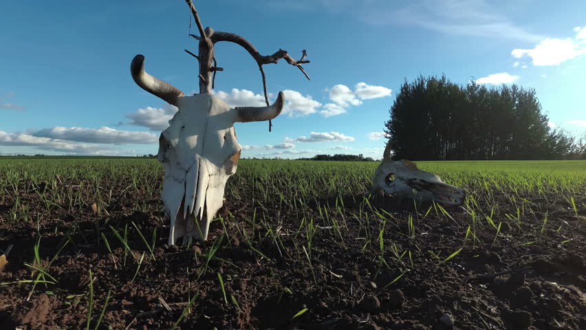Cow skulls on agriculture field, time lapse