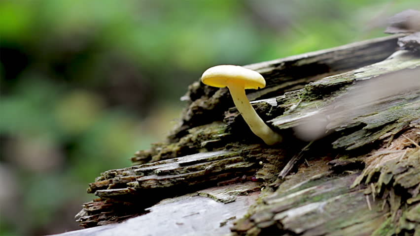 Tiny yellow mushroom growing from the trunk of a tree. Delicate but strong concept. Blurred forest background with small yellow fungus fruiting from bark. 