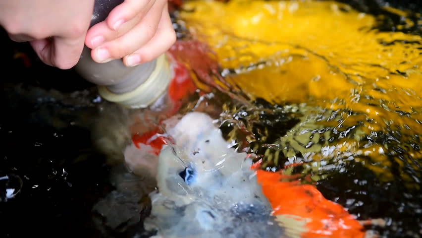 Hand of a child  hold a feeding bottle for  crayfish in the pond.
