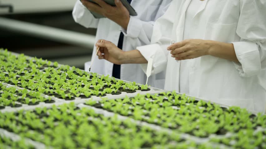 Tilt up of two agriculture scientists, man with tablet computer and woman in lab coats, taking soil samples from pots with leaf vegetable sprouts, placing soil into test tube and examining Royalty-Free Stock Footage #1017497860