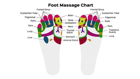 Foot reflexology chart with accurate description of the corresponding internal organs and body parts. Vector illustration on black background. anatomy / graphic animation