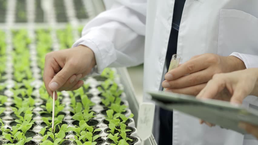 Close-up of two unrecognizable scientists, man and woman in white lab coats, taking soil samples from pots with growing leaf vegetables, placing soil into test tube and analyzing using tablet computer Royalty-Free Stock Footage #1017498994