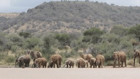 African Elephants drinking at river in Kenya, East Africa 