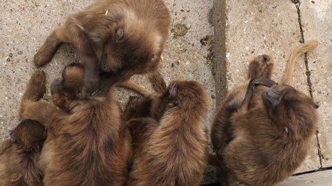 An overhead view of several bleeding heart monkeys, also called gelada baboons, sitting along a wall. One grooms another , and the others just sit looking around. The monkey grooming looks up and then