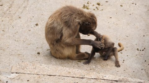 Bleeding heart monkey, also called gelada baboon, mother grooming her baby. Baby pulls away, and the mother walks off to the left. The baby follows.
