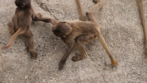 Two baby bleeding heart monkeys,  also called gelada baboons, are wrestling and play fighting with each other. The smaller one jumps down from the large rock they are on.
