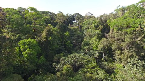 Rain forest amazonian French Guiana. Biodiversity aerial shot 
