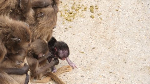 Bleeding heart monkeys, also called gelada baboons, are sitting in a group with their young. One mother has a new born. Another bay tries to grab the newborn and a mother carries it away from the newb